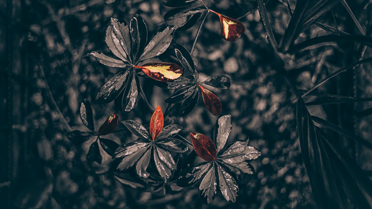 Wallpaper leaves, plant, drops, black