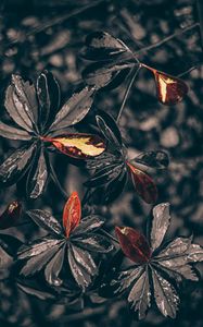 Preview wallpaper leaves, plant, drops, black