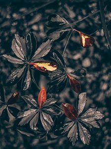 Leaves old mobile, cell phone, smartphone wallpapers hd, desktop backgrounds  240x320, images and pictures