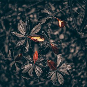 Preview wallpaper leaves, plant, drops, black
