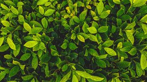 Preview wallpaper leaves, plant, drops, green