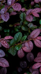 Preview wallpaper leaves, plant, drops, dew, moisture
