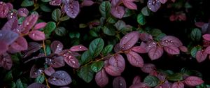 Preview wallpaper leaves, plant, drops, dew, moisture