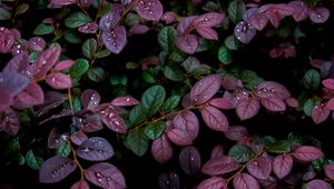 Preview wallpaper leaves, plant, drops, dew, moisture