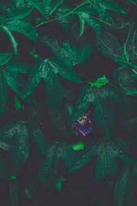 Preview wallpaper leaves, plant, drops, green, flower, wet