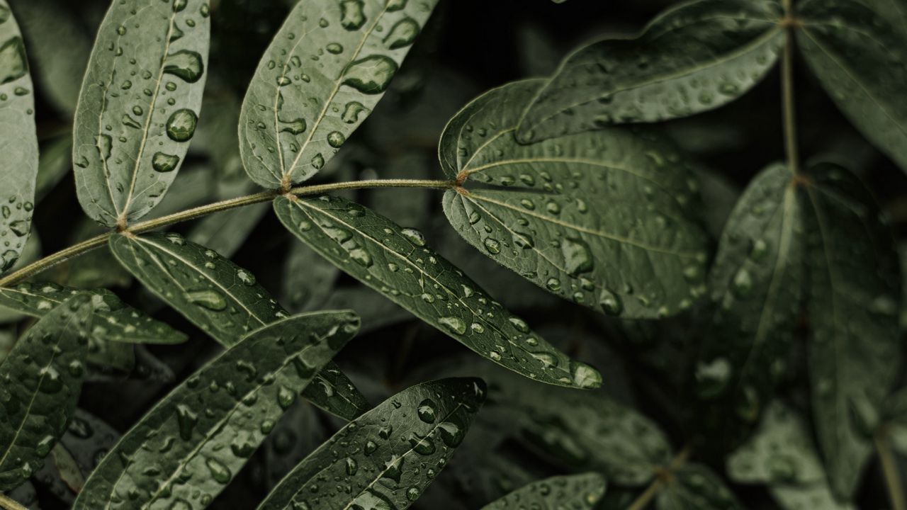 Wallpaper leaves, plant, drops, macro