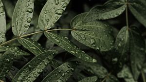 Preview wallpaper leaves, plant, drops, macro