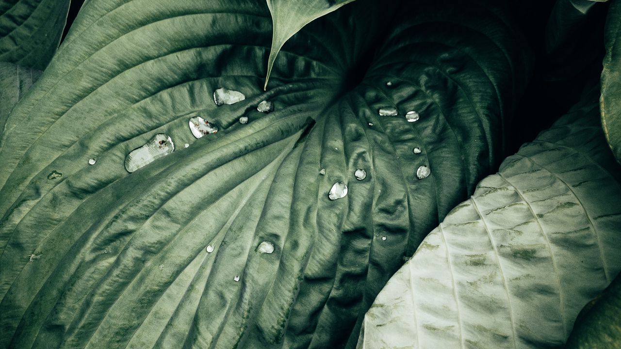 Wallpaper leaves, plant, drops, macro, water