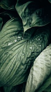Preview wallpaper leaves, plant, drops, macro, water