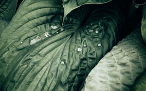 Preview wallpaper leaves, plant, drops, macro, water