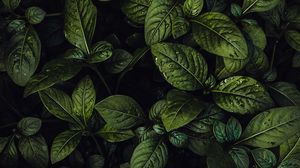 Preview wallpaper leaves, plant, drops, water