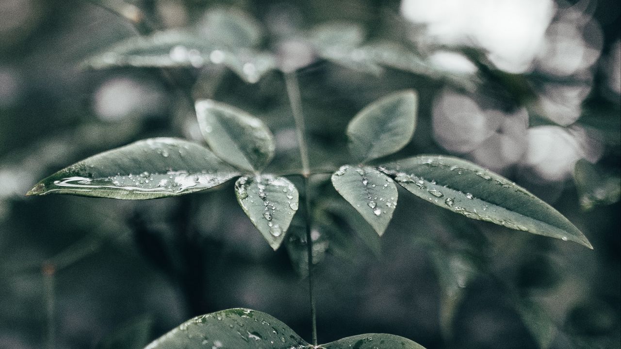 Wallpaper leaves, plant, drops, water, macro