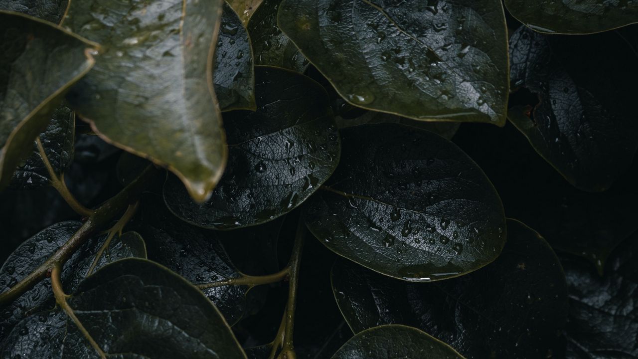 Wallpaper leaves, plant, drops, macro, dark