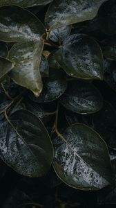Preview wallpaper leaves, plant, drops, macro, dark