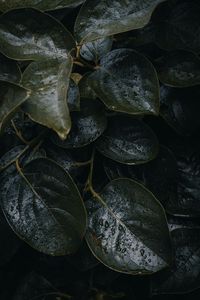Preview wallpaper leaves, plant, drops, macro, dark