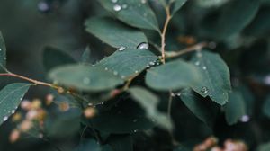 Preview wallpaper leaves, plant, drops, macro, wet