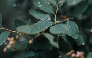 Preview wallpaper leaves, plant, drops, macro, wet