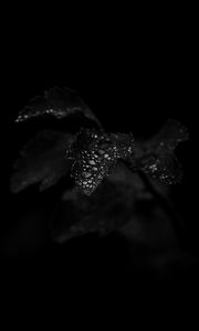Preview wallpaper leaves, plant, drops, wet, macro, black