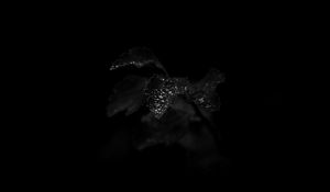 Preview wallpaper leaves, plant, drops, wet, macro, black