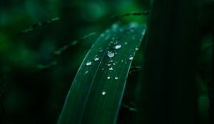 Preview wallpaper leaves, plant, drops, wet, macro, green