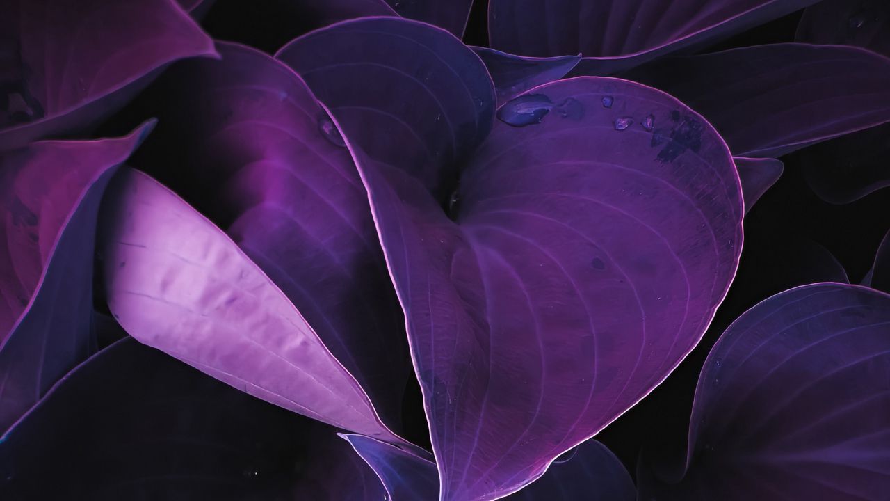 Wallpaper leaves, plant, drops, macro, purple