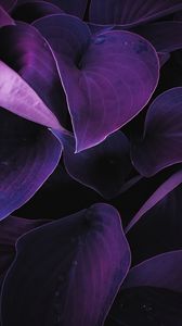 Preview wallpaper leaves, plant, drops, macro, purple