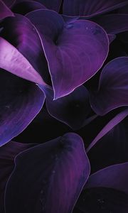 Preview wallpaper leaves, plant, drops, macro, purple