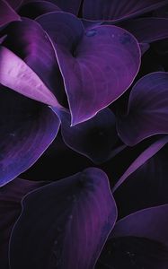 Preview wallpaper leaves, plant, drops, macro, purple