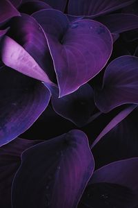 Preview wallpaper leaves, plant, drops, macro, purple