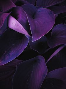 Preview wallpaper leaves, plant, drops, macro, purple