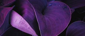 Preview wallpaper leaves, plant, drops, macro, purple