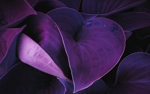 Preview wallpaper leaves, plant, drops, macro, purple