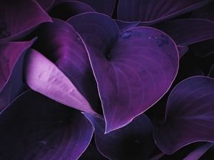 Preview wallpaper leaves, plant, drops, macro, purple