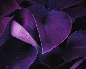 Preview wallpaper leaves, plant, drops, macro, purple
