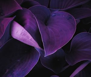 Preview wallpaper leaves, plant, drops, macro, purple