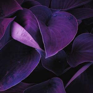 Preview wallpaper leaves, plant, drops, macro, purple