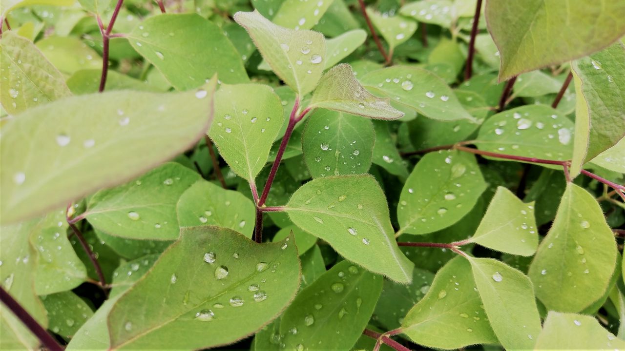 Wallpaper leaves, plant, drops, wet, macro