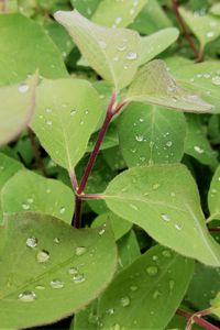 Preview wallpaper leaves, plant, drops, wet, macro