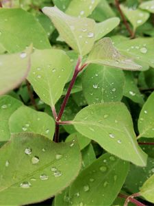 Preview wallpaper leaves, plant, drops, wet, macro