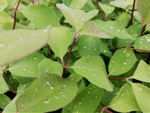Preview wallpaper leaves, plant, drops, wet, macro