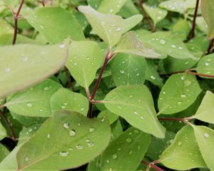 Preview wallpaper leaves, plant, drops, wet, macro