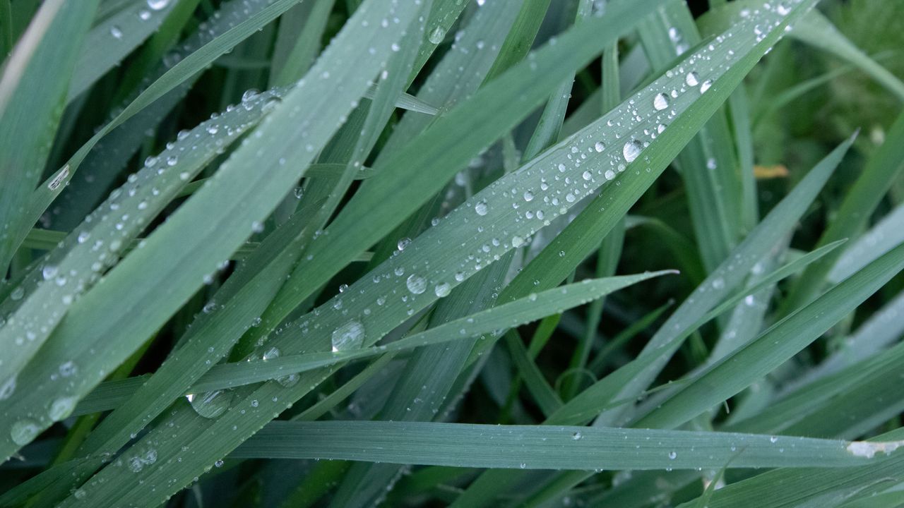 Wallpaper leaves, plant, drops, macro, green