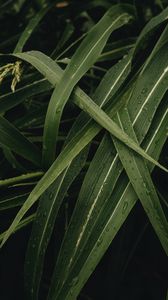 Preview wallpaper leaves, plant, drops, green, macro