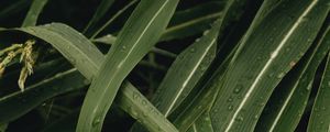 Preview wallpaper leaves, plant, drops, green, macro