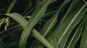 Preview wallpaper leaves, plant, drops, green, macro