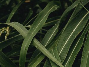 Preview wallpaper leaves, plant, drops, green, macro