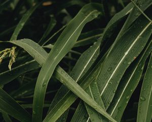 Preview wallpaper leaves, plant, drops, green, macro