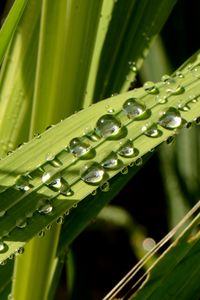 Preview wallpaper leaves, plant, drops, wet, green, macro
