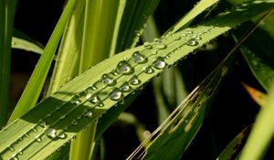 Preview wallpaper leaves, plant, drops, wet, green, macro