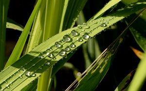 Preview wallpaper leaves, plant, drops, wet, green, macro